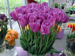 Magic Lavender (1)